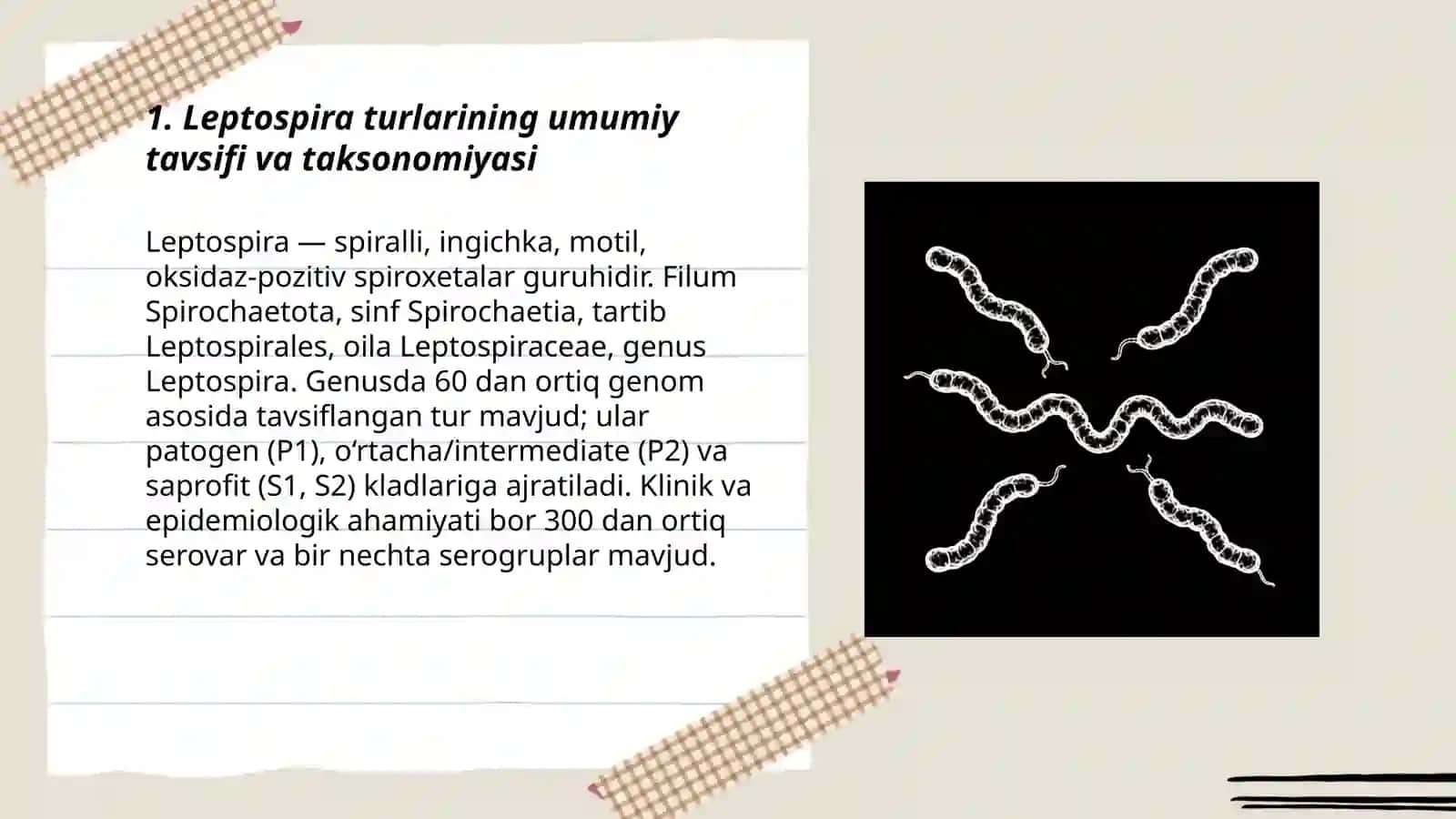 Leptospirozlar morfologiyasi, strukturasi, tarqalganligi keltirib chiqaruvchi kasalliklari, laboratoriya diagnostikasi 3