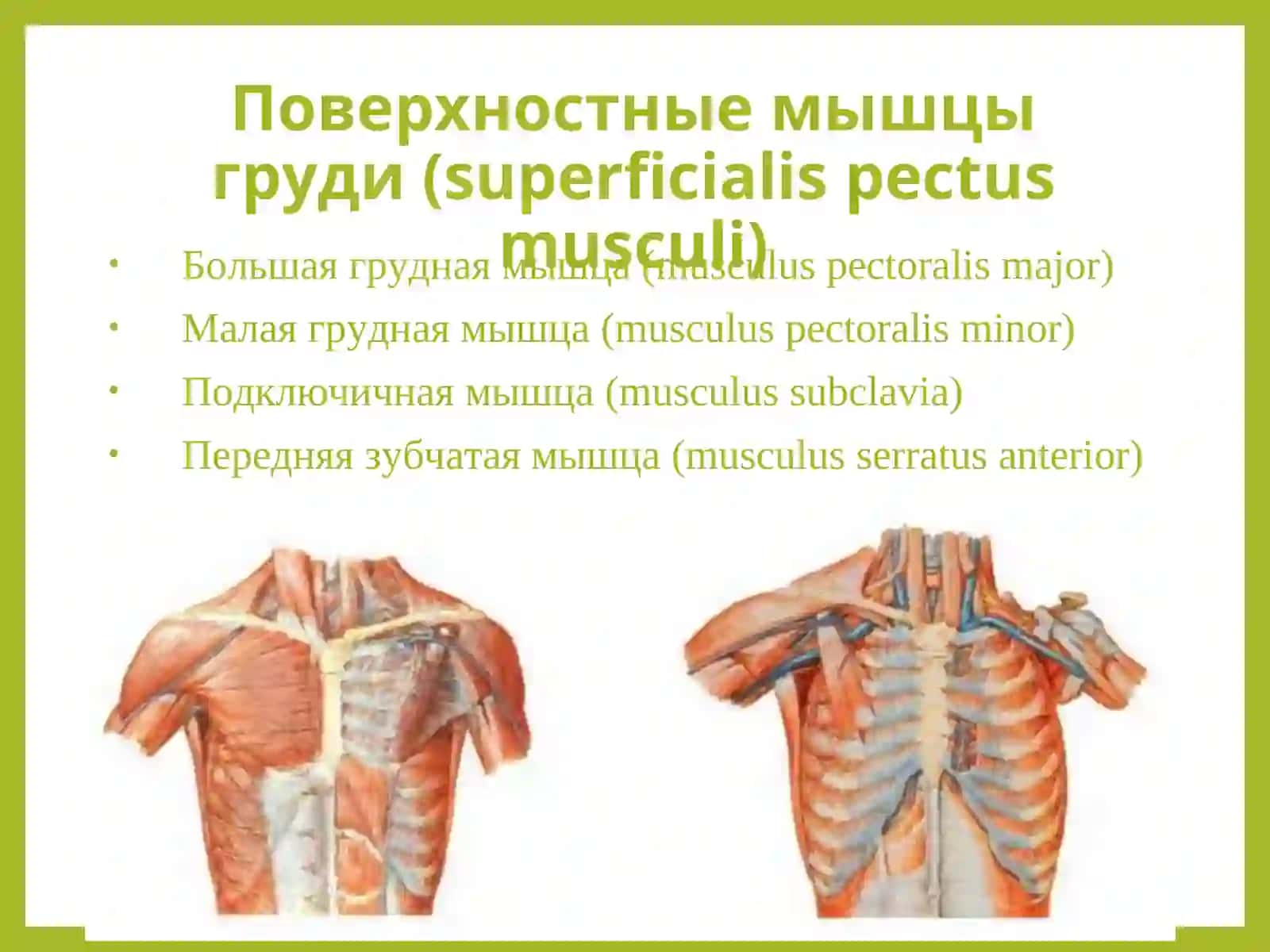 Мышцы груди (pectus musculi) 3