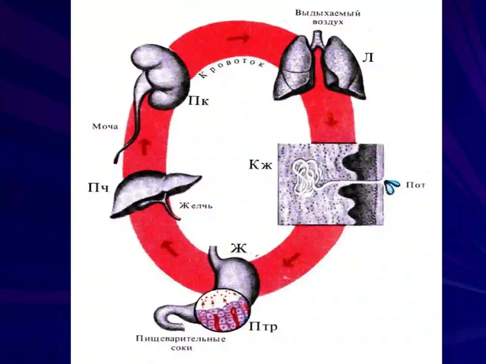 Организмнинг экскретор фаолияти 3