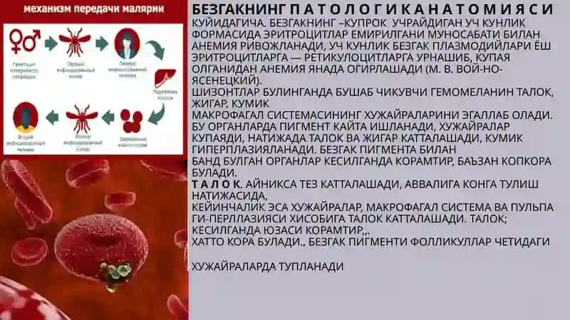 Parazitar infeksiyalar (malyariya,leyshmanioz,amebiaz) 3