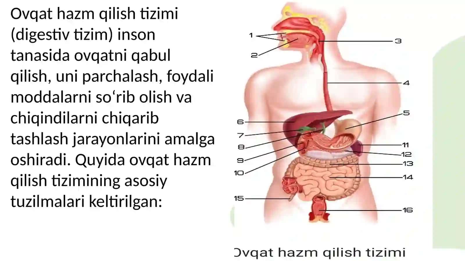 Ovqathazmqilisha'zolaritiziminibaholash 3