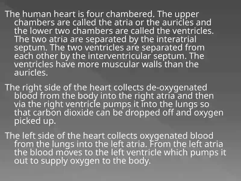 Work on the human heart 3