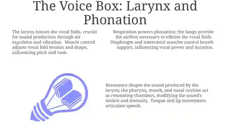 The organs of speech and their work 3