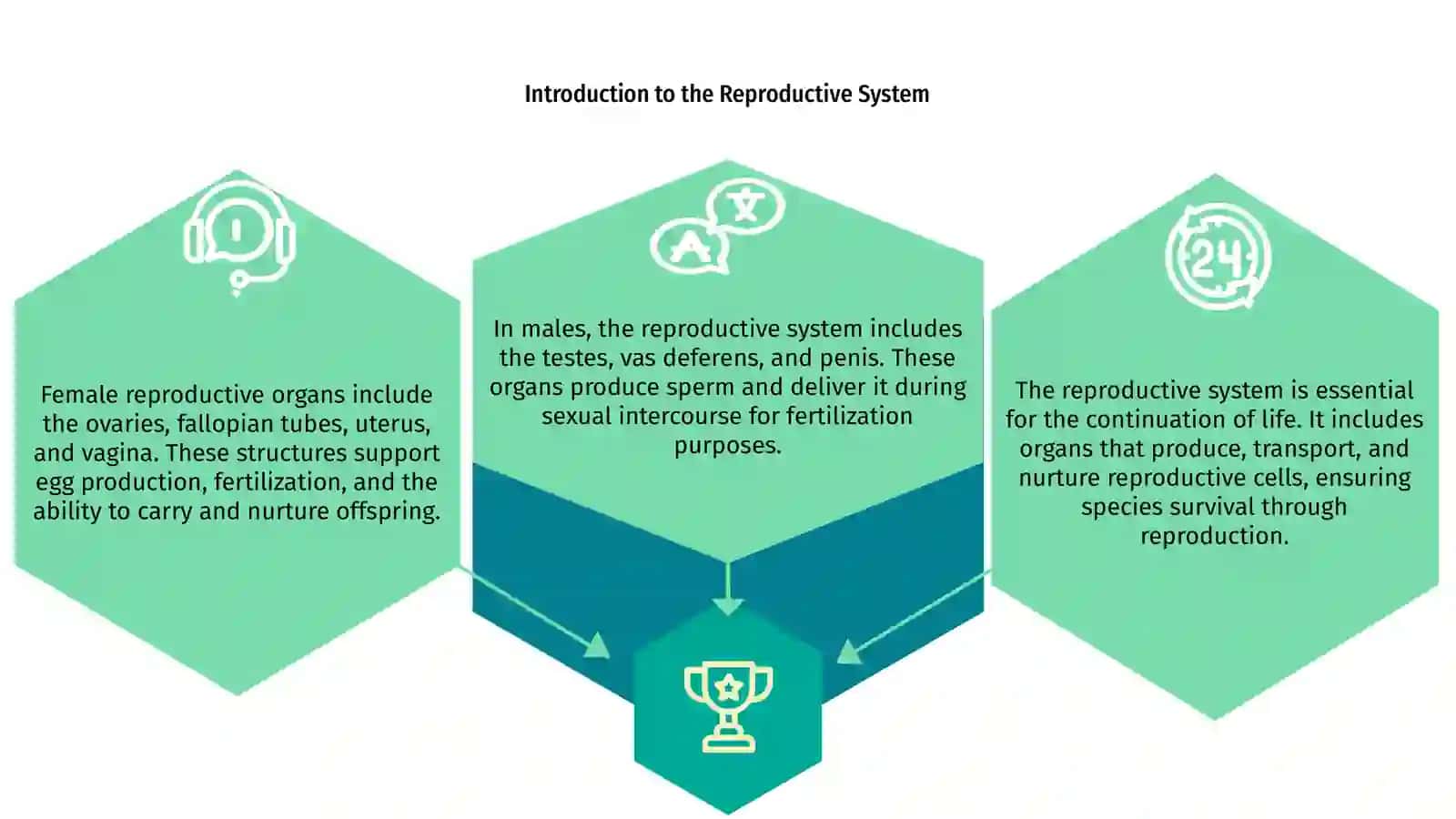 Reproductive System Overview 3