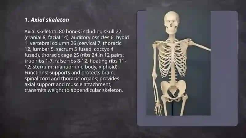 Human skeleton 3