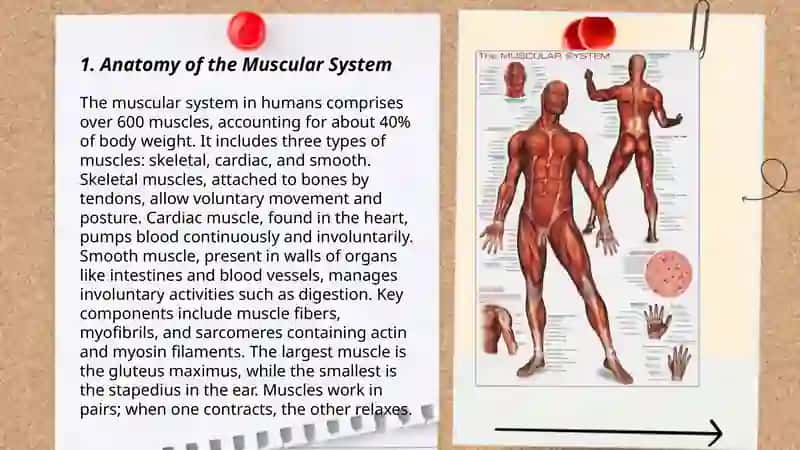 Muscular system of a human being 3
