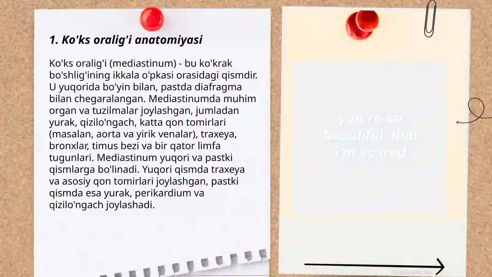 Ko'ks oralig'i anatomiyasi 3