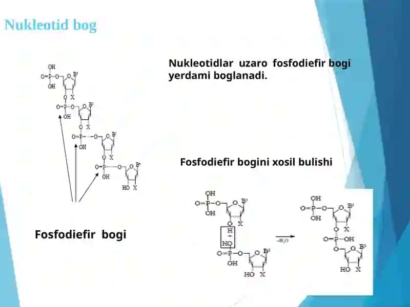 Nuklein kislotalar 3