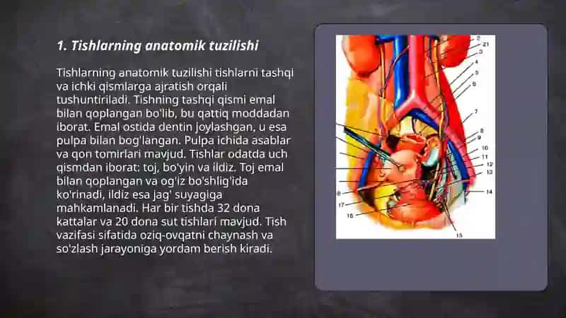 Tishning anatomiyasi 3