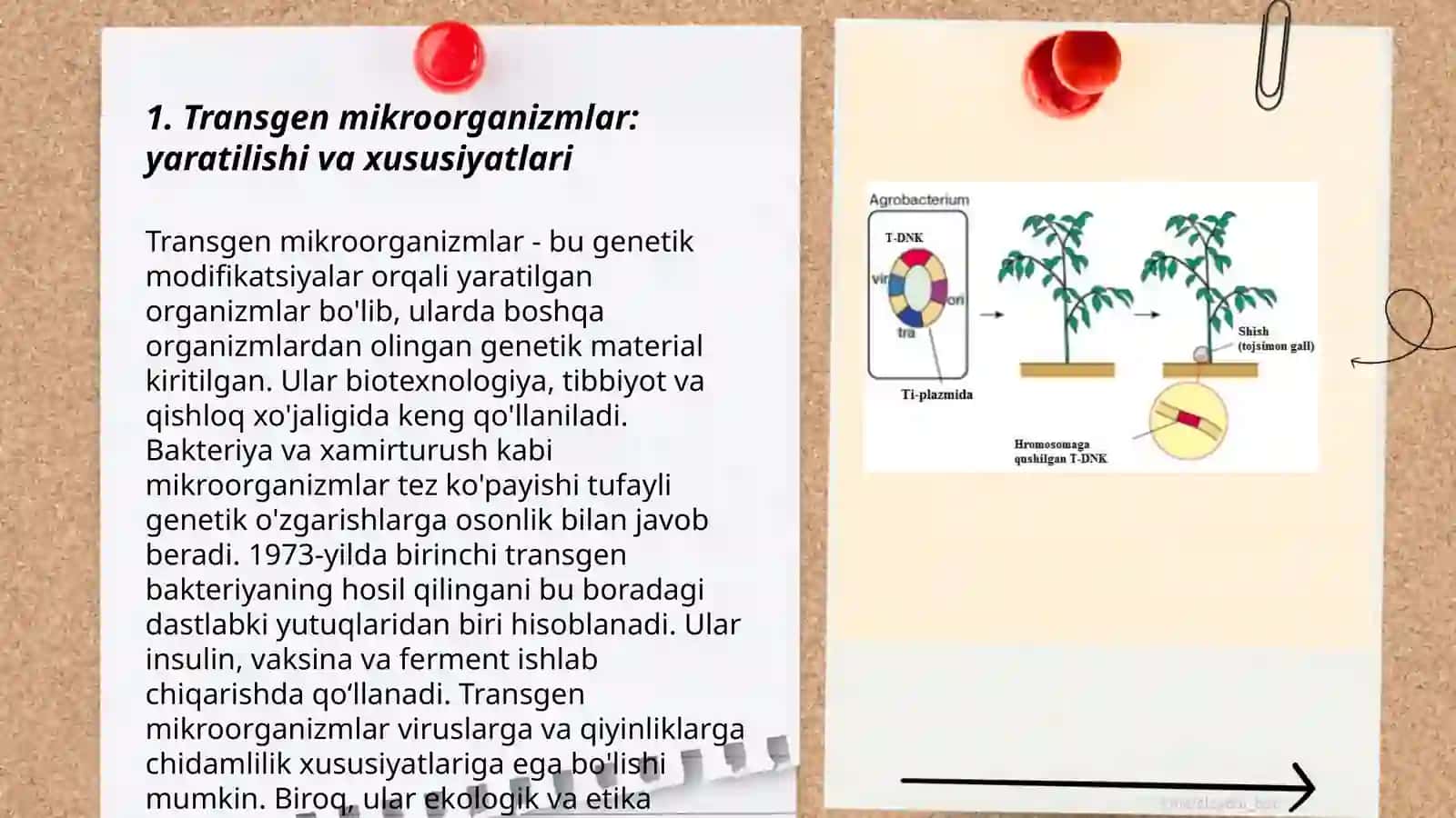 Transgen mikroorganizmlar yordamida oqsillar olish 3
