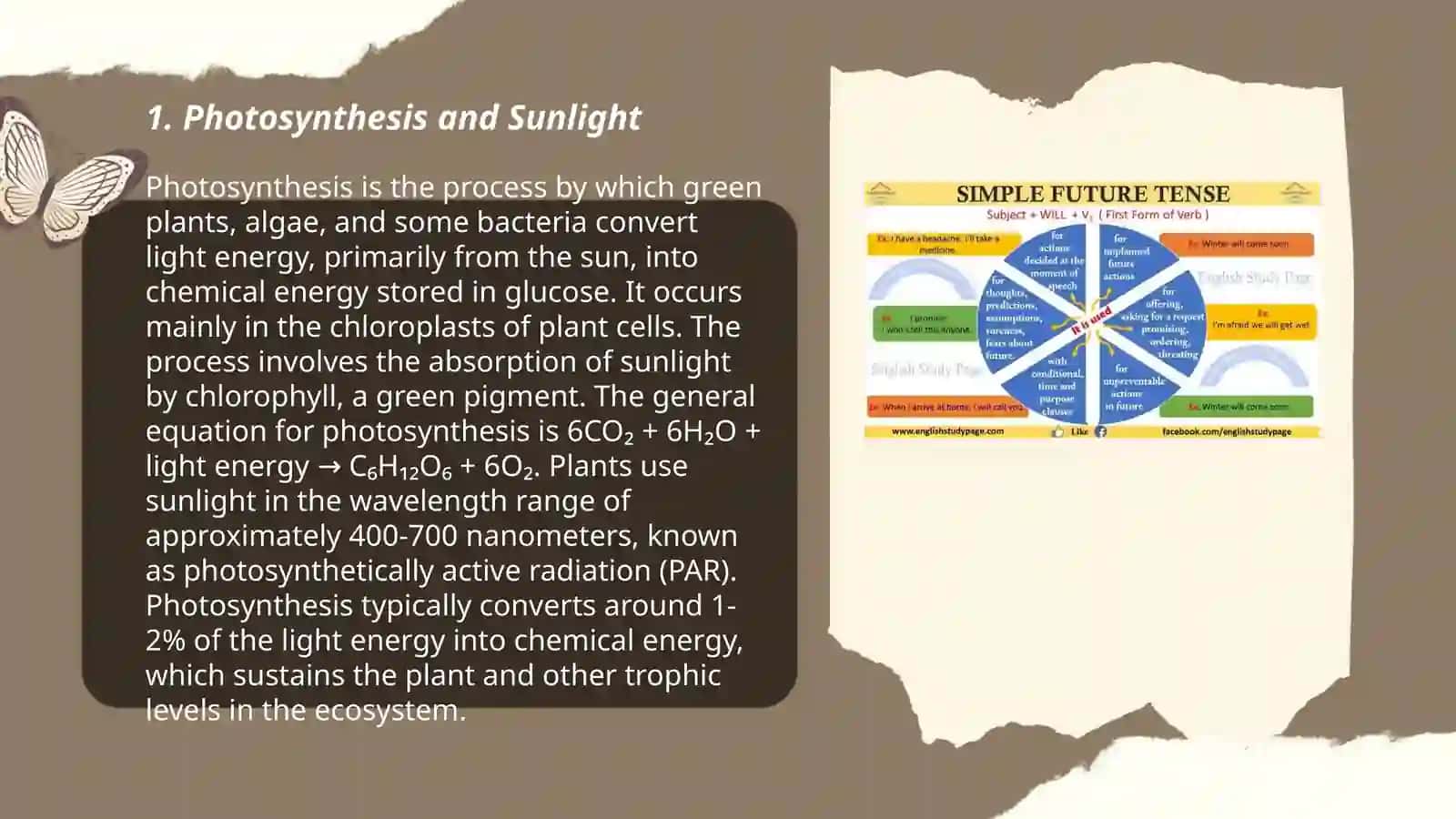Plantformation and their environment 3