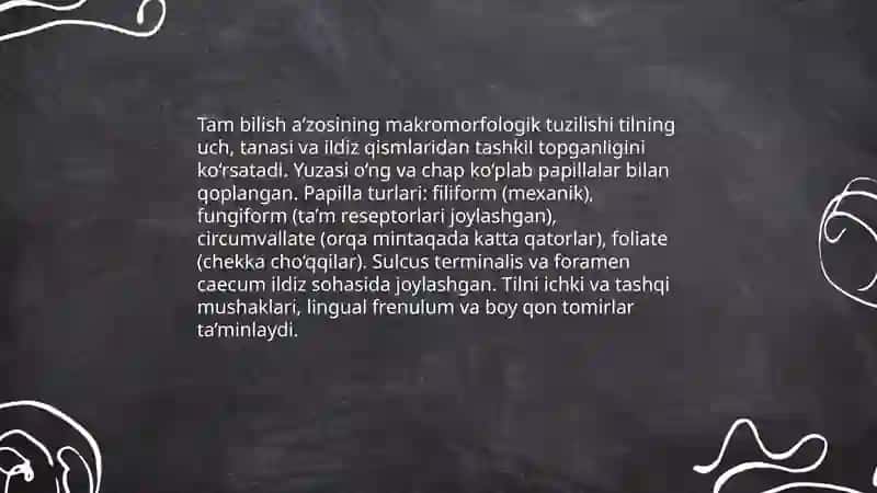 Tam bilish aʼzosining morfo-funksional tavsifi 3