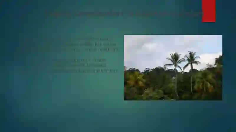 Tropik mintaqa tuproqlarini o'rganish 3