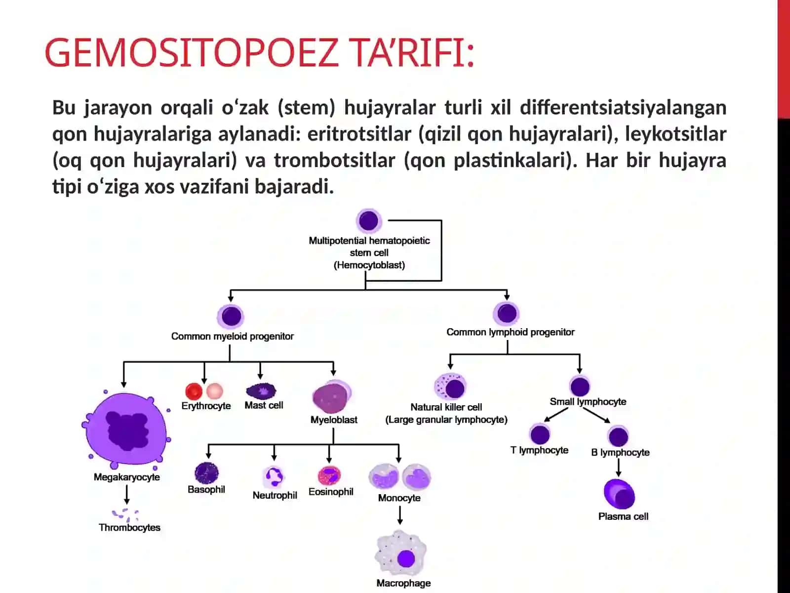 Gemositopoez Jarayonining Boshqarilishi 3