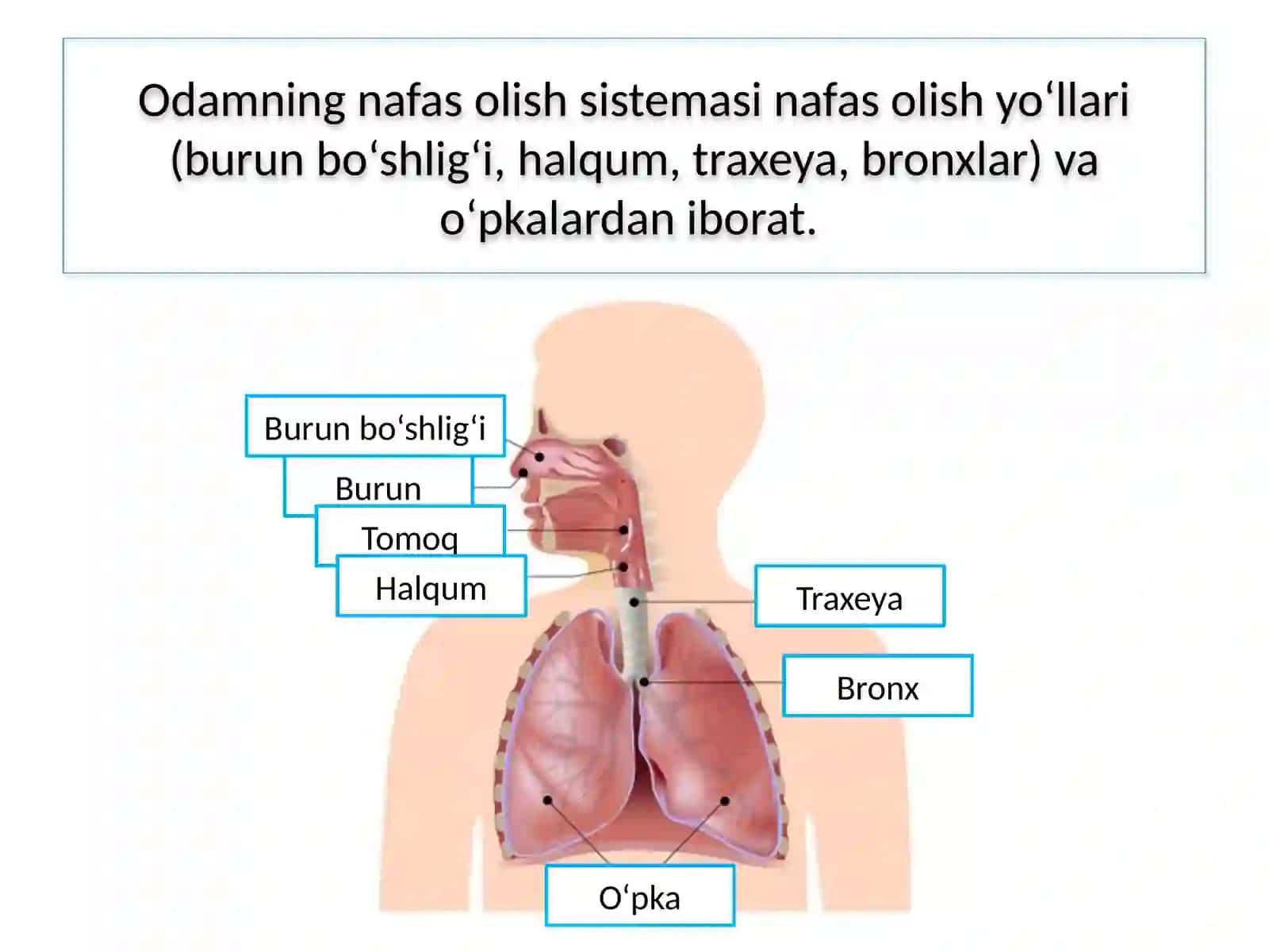 Nafas sistemasi 3