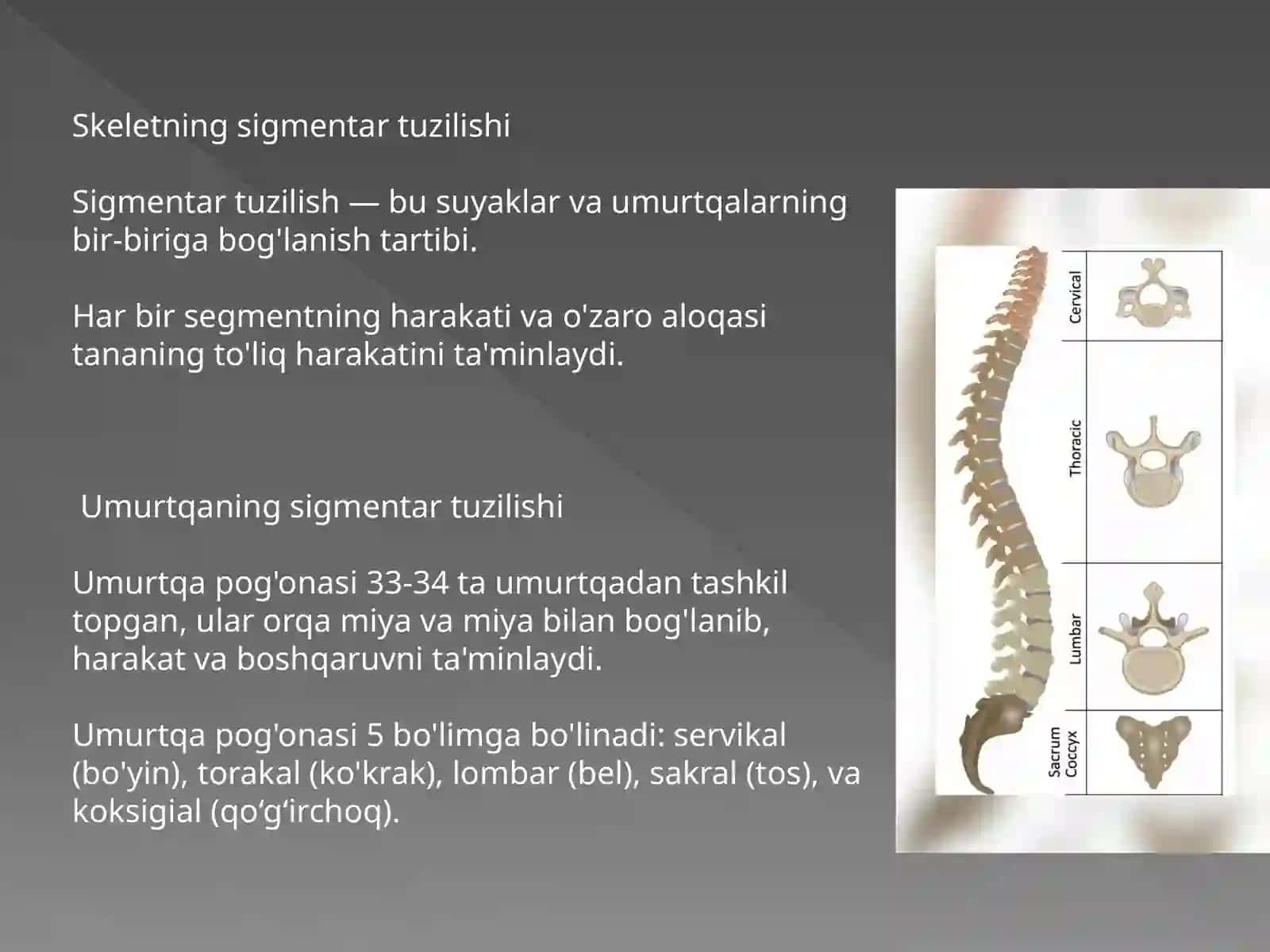 Skeletning sigmentar tuzilishi 3