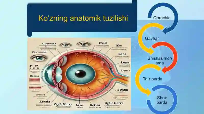 Ko`rish analizatori 3