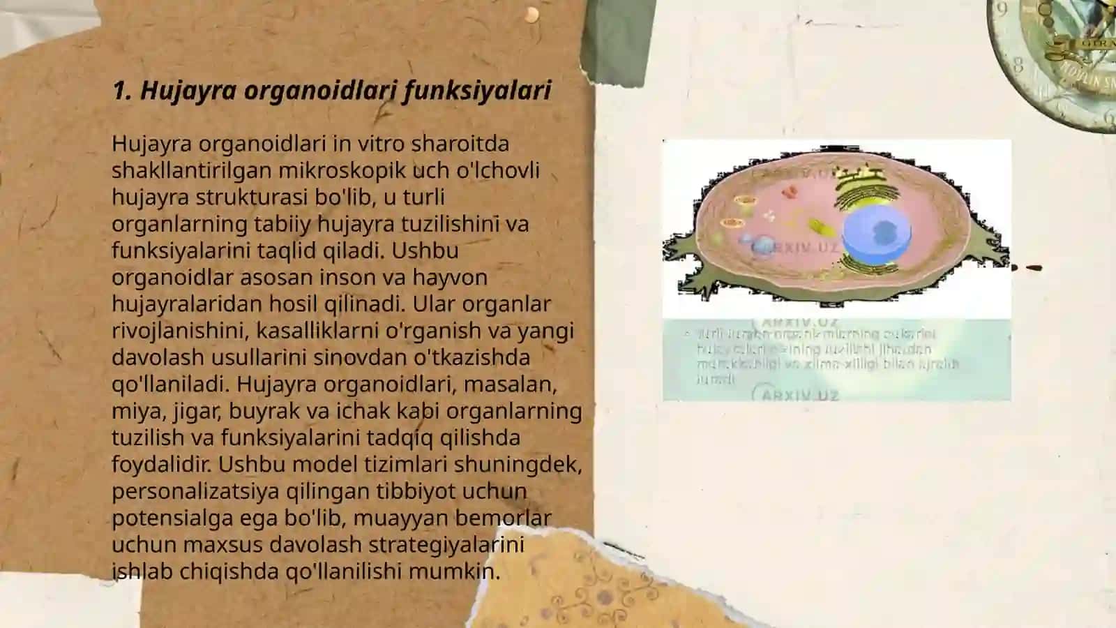 Hujayra organoidlari-mitoxondriya,plastidalar 3