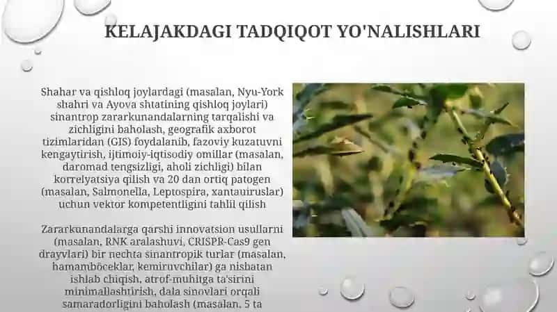Sinantrop hashoratlarning epidemiologik ahamiyati 3