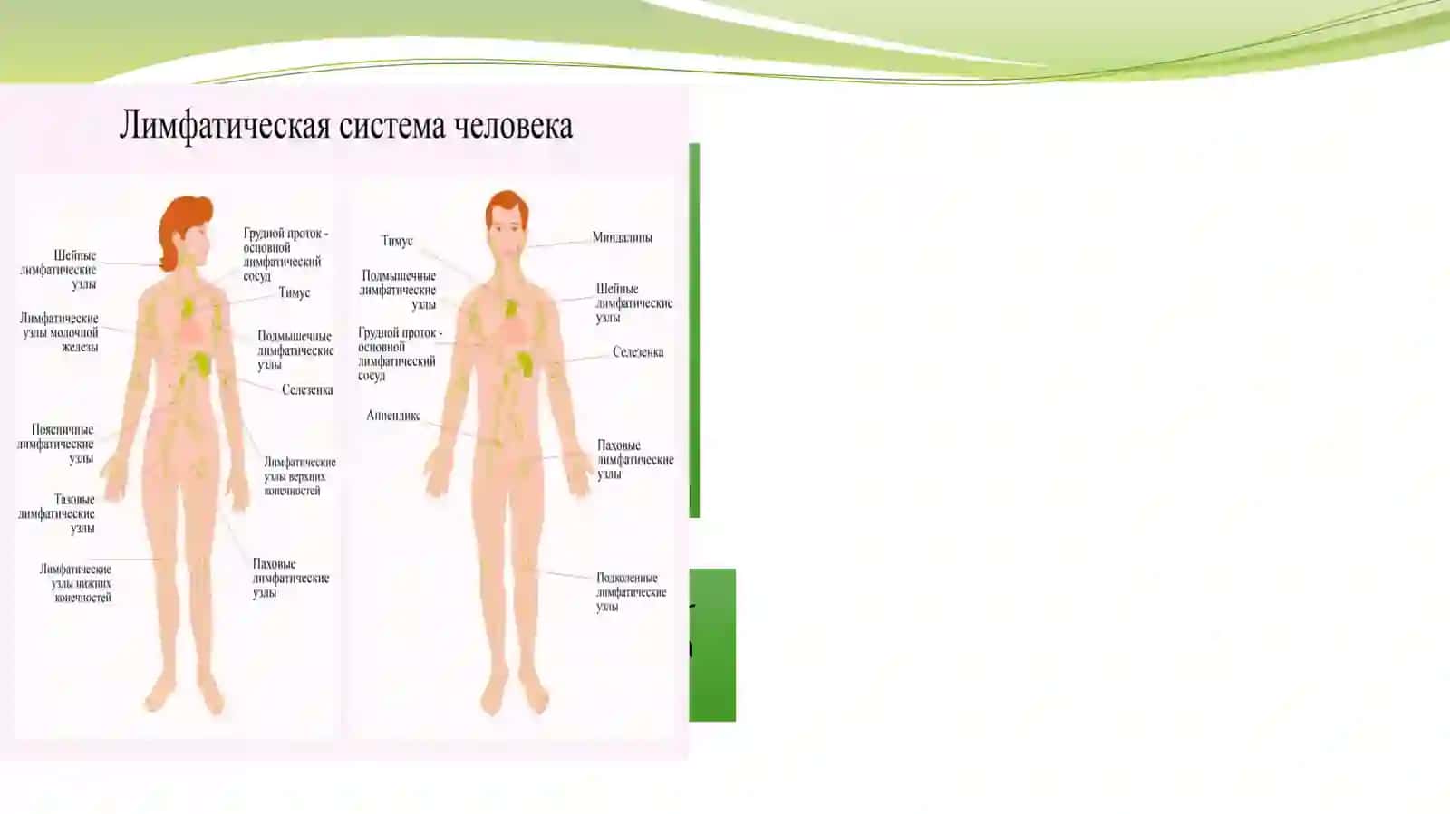 Xodgkin va Non-Xodgkin limfomasi 3