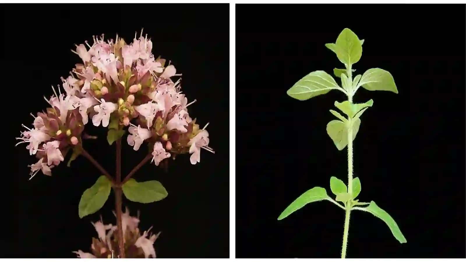Tog`rayhon — Origanum vulgare L 3