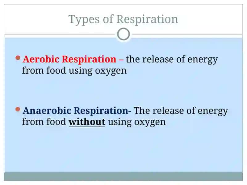 Respiration 3