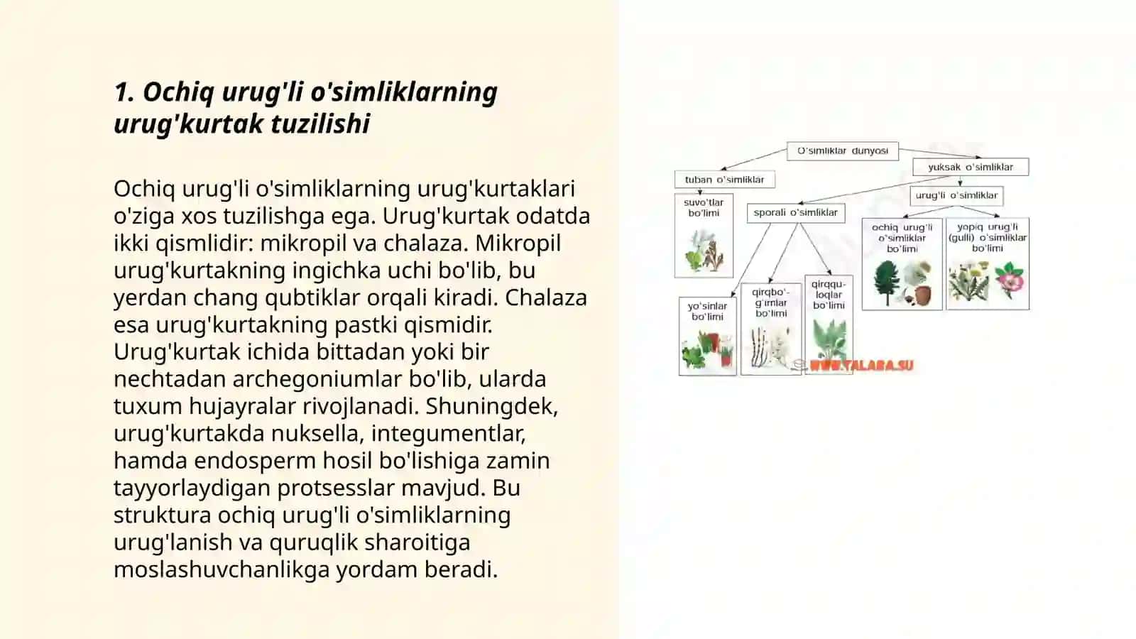 Ochiq va yopiq urug'li o'simliklar urug'kurtagining tuzilishi uning qismlarini o'xshashlik va farqlari 3