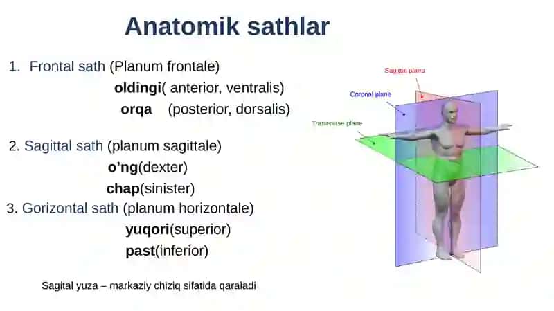 Anatomiksathlar, o’qlar 3