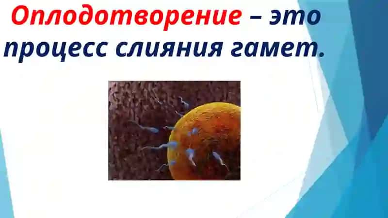 Оплодотворение 3