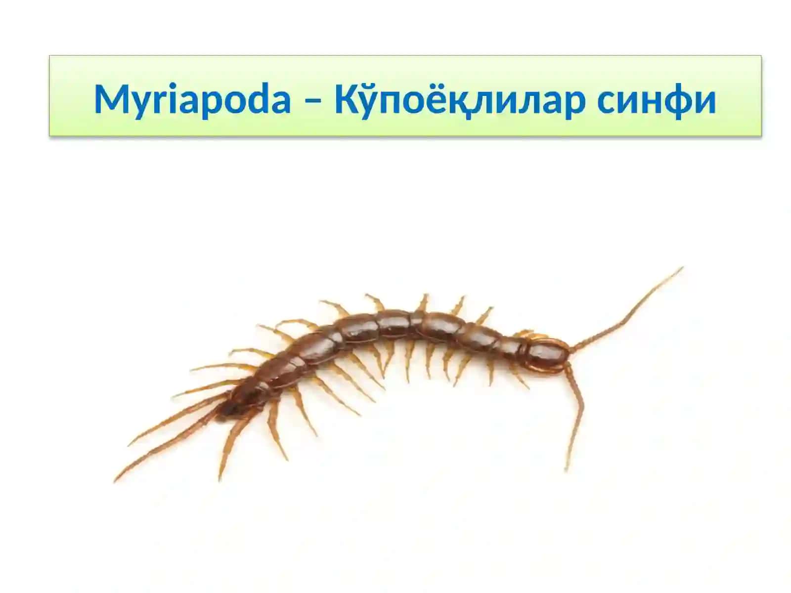 Tracheata – Трахеялилар кенжа типи 3