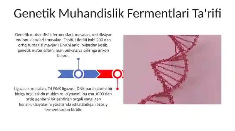 Genetik Muhandislik Fermentlari 3