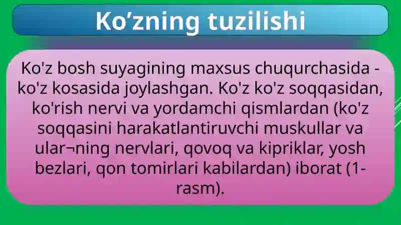 KO`ZNING TUZILISHI VA FUNKSIYALARI 3