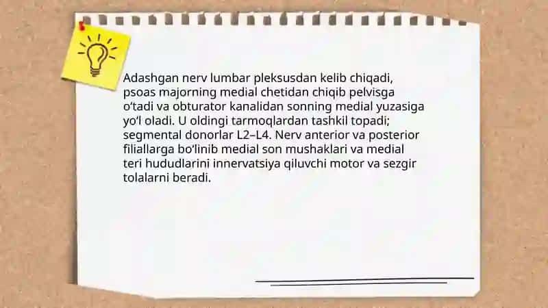 Adashgan nerv funksiyasi va innervatsiya qilish sohalari 3