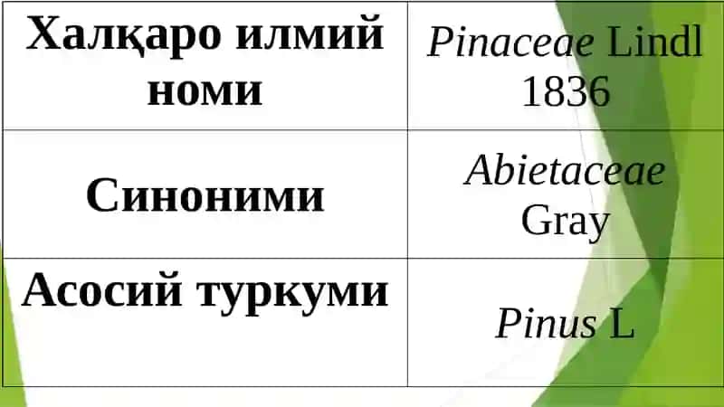 Қарағайдошлар оиласи 3
