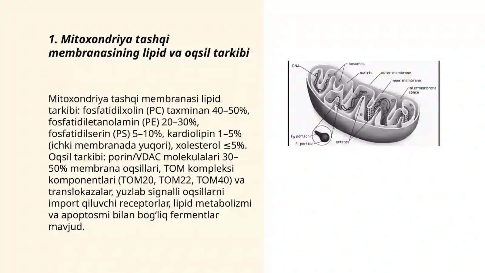 Mitoxondriya membranalarining tuzilishi 3