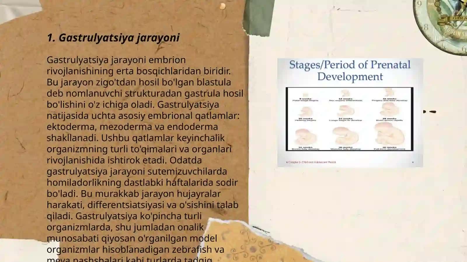 Odamlar embrion rivojlanishi 3