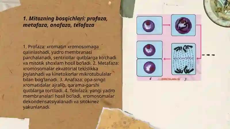 Hujayralarning bo'linishi: mitoz va meyoz 3