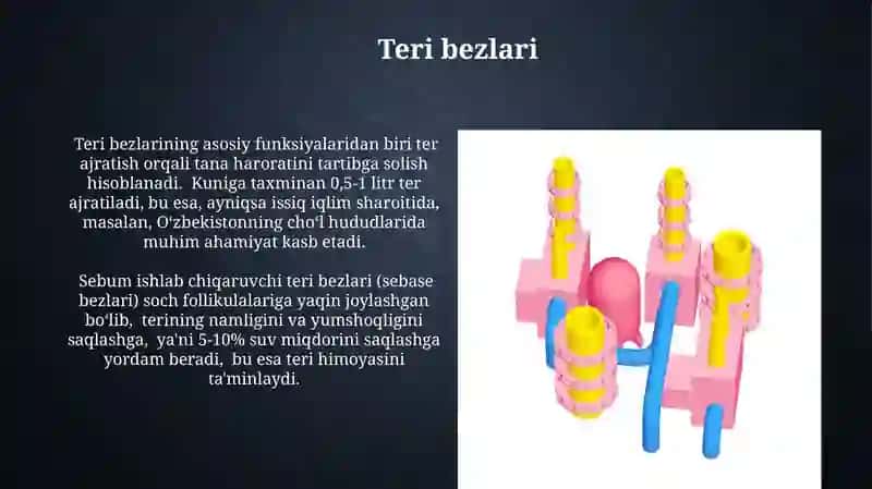 Teri tuzilishi Funksiyalari 3