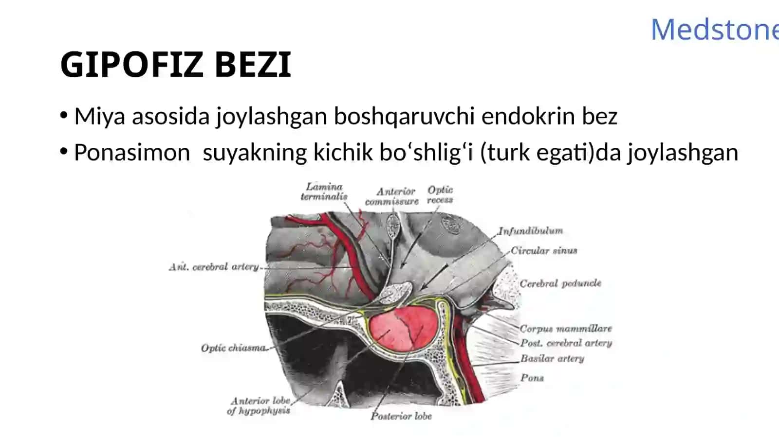 Gipofizbezi, Medstone, GIPOFIZ BEZI 3