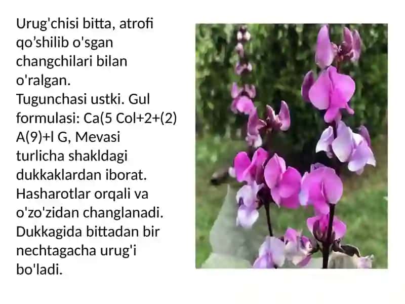 Burchoqdoshlar 3