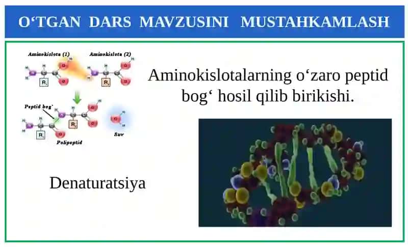Oqsillarning funksiyalari 3