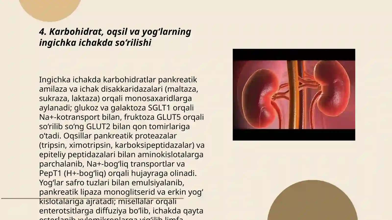 Buyrak gomestatik va sekretor funksiyasi 3