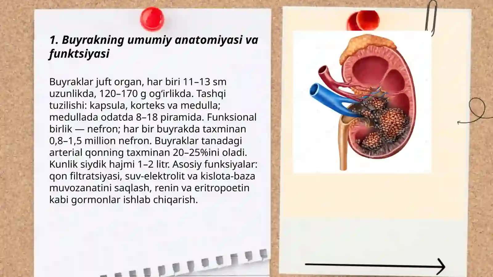 Buyraklar va siydik tanosil azolari sili 3