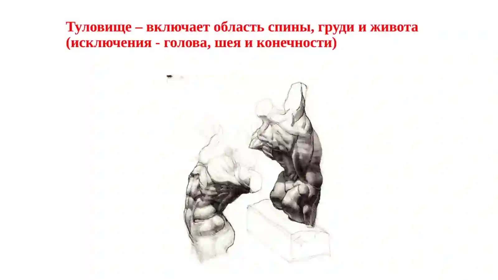Мышцы и фасции туловища 3