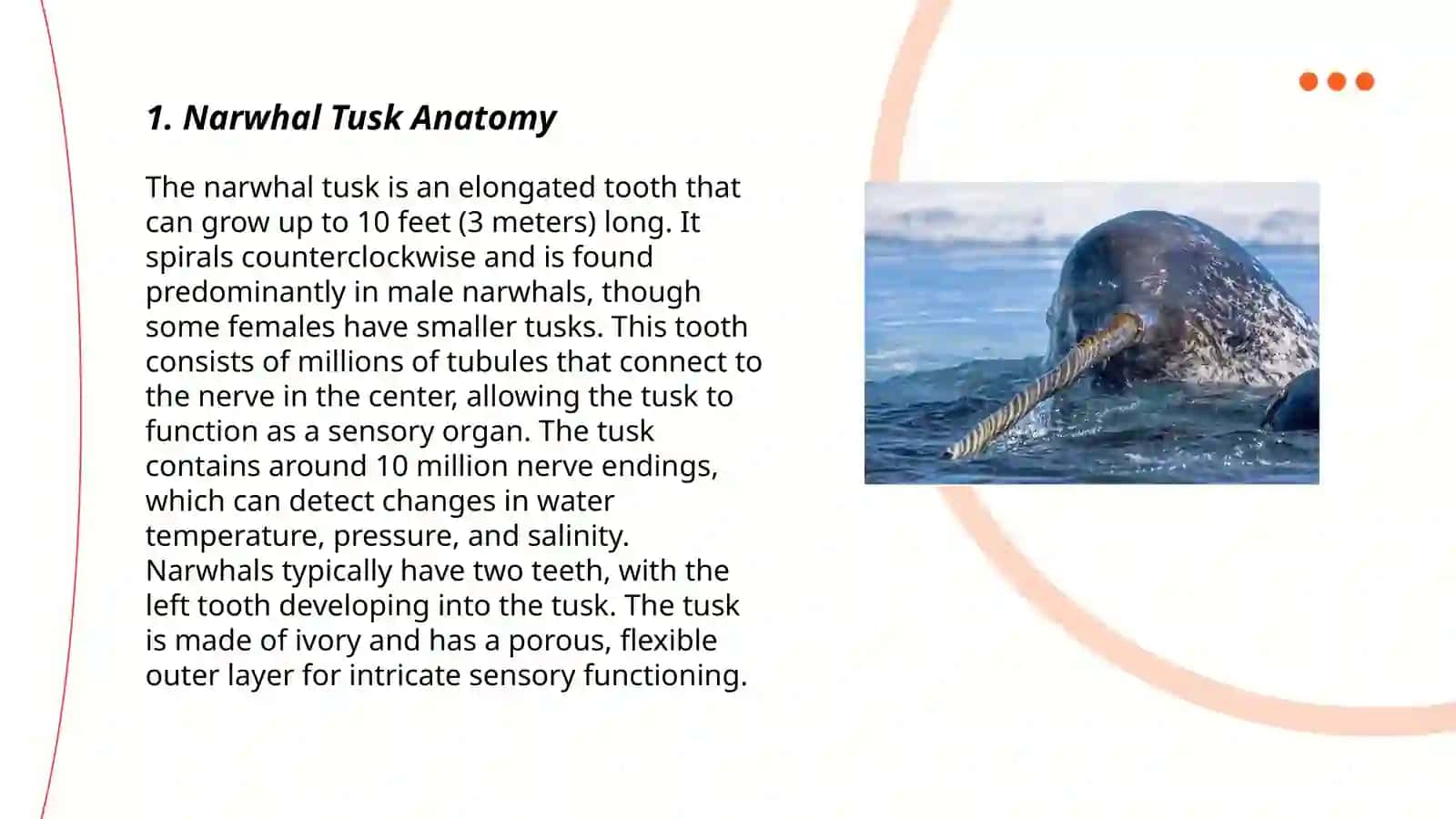 Narwhal Tusk 3