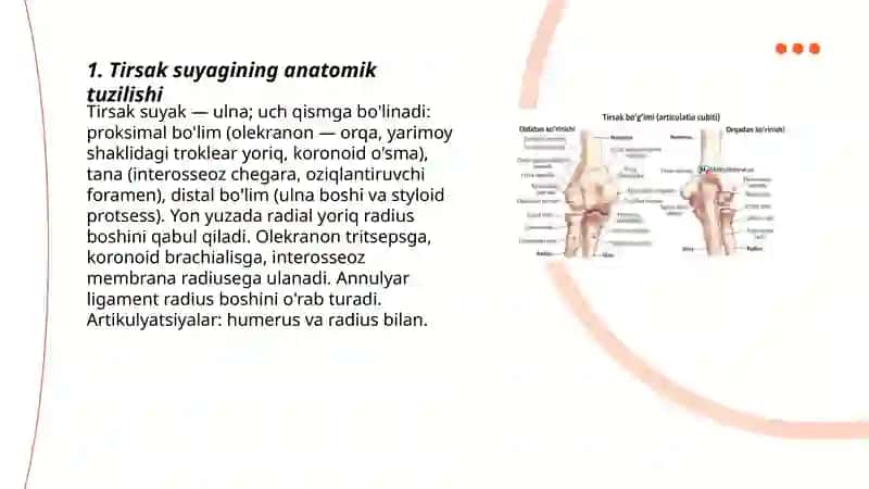 Tirsak suyagi 3