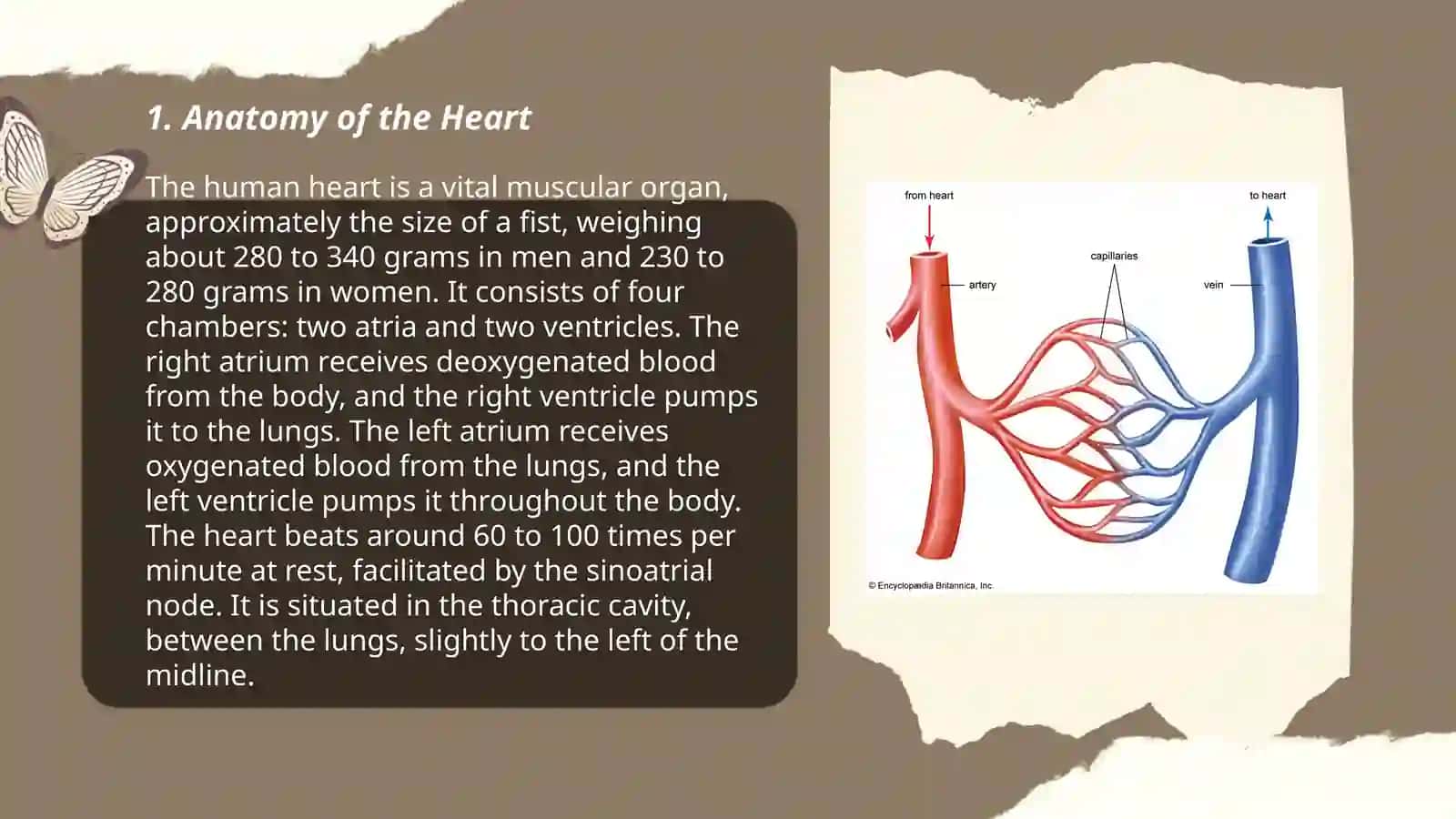Hearts and vascular system 3
