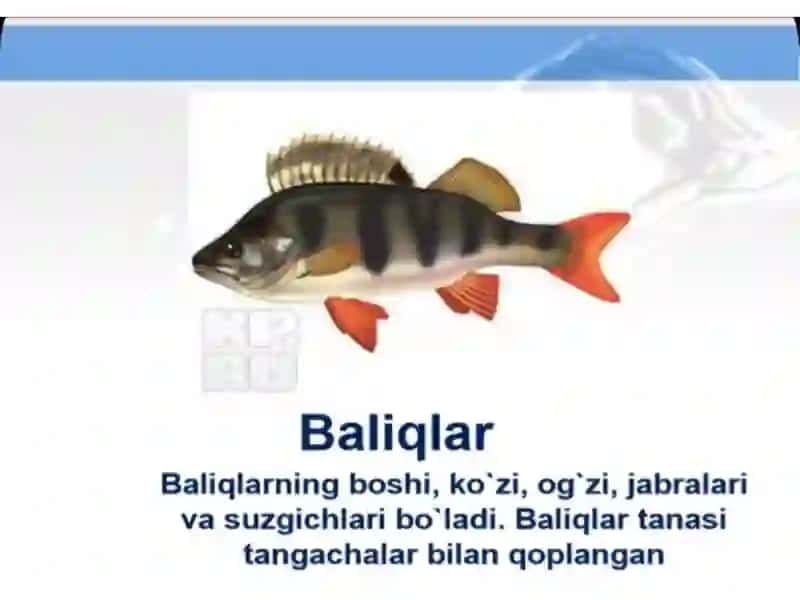Dengiz jonivorlari 3