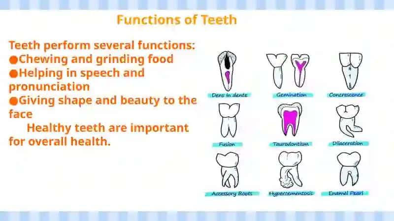 Types of Teeth 3