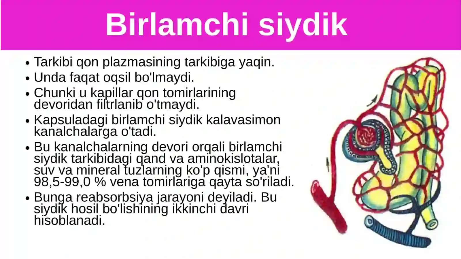 Siydikajratish organlarining funksiyasi 3